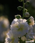 探寻蜀葵花语的文化内涵与情感表达 蜀葵花语的象征意义