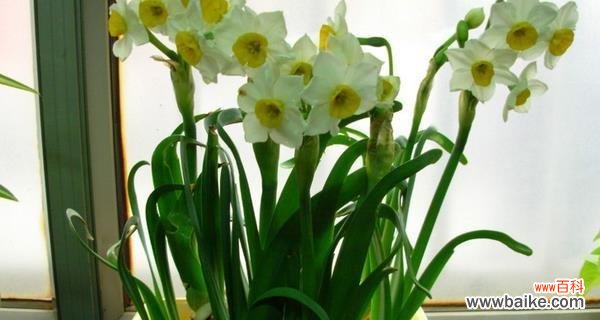 水仙花的寓意和特点，及其在文化中的重要地位 水仙花