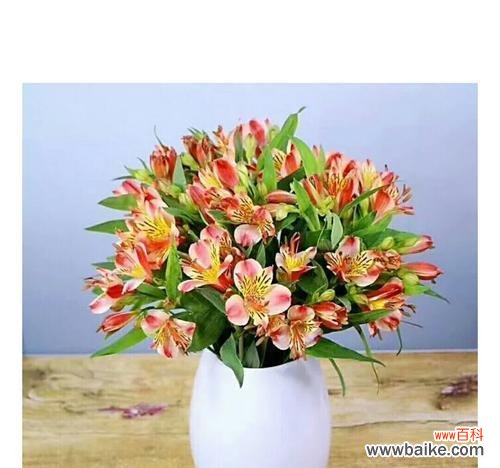 探索水仙百合的花语，了解它们的寓意与传说 水仙百合之美