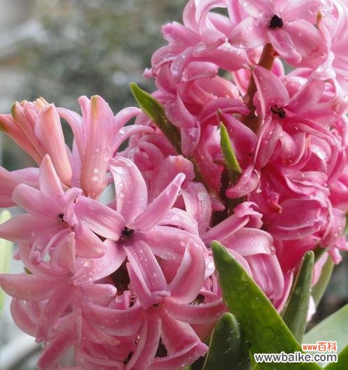 探索水仙百合的花语，了解它们的寓意与传说 水仙百合之美