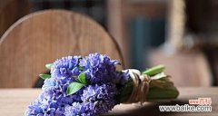 探索水色风信子的花海奇迹 水色风信子的美丽之谜