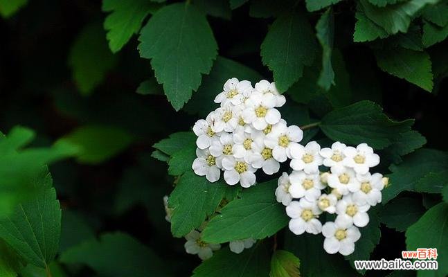 以麻叶绣线菊的花语探寻人生的真谛 麻叶绣线菊花语的深意