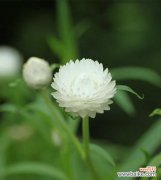 揭开麦秆菊花语的神秘面纱——用花语传递情感的艺术 麦秆菊的花语与意义