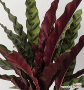 解读猫眼竹芋的神秘语言 探秘猫眼竹芋的花语