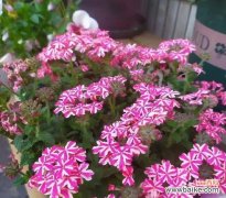 探寻美女樱的世界 美女樱的花语与寓意