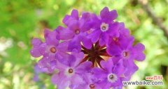 绽放自我 美女樱的花语