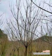 探索米径的概念与重要性 米径的定义与应用