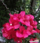 探究苗龄在农业生产中的作用与意义 苗龄的含义及其重要性