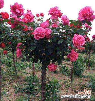 了解苗木地径的意义与利益 探究苗木地径的含义及作用