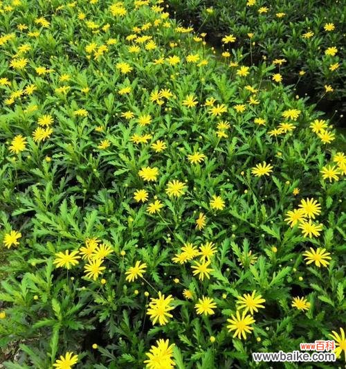 木春菊的美丽和坚韧 以木春菊寓意为主题的文章