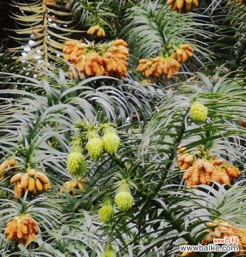 小乒乓球花象征着什么？