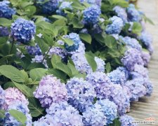 小乒乓球花象征着什么？