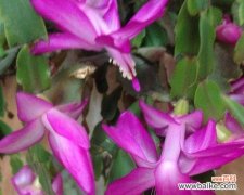 百日香的花语是什么？它象征着什么？