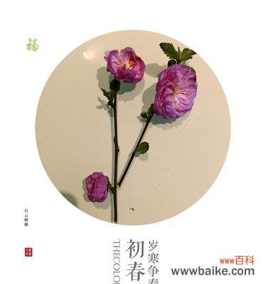 樱花的花语是什么？樱花代表了哪些含义？