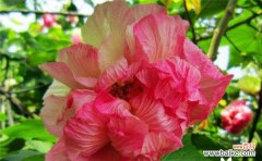 道具太美的花语有何特别之处？