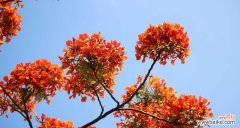 哄哄烈烈的花语代表什么含义？