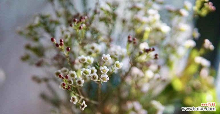 蜡梅的花语含义和象征是什么?蜡梅代表了哪些特质?