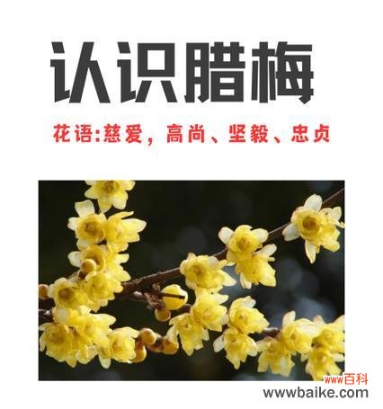 蜡梅的花语含义和象征是什么?蜡梅代表了哪些特质?