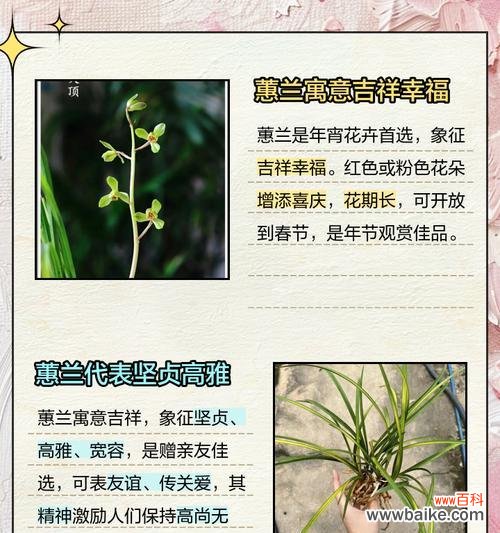 蕙兰花语和寓意是什么？蕙兰象征着什么？