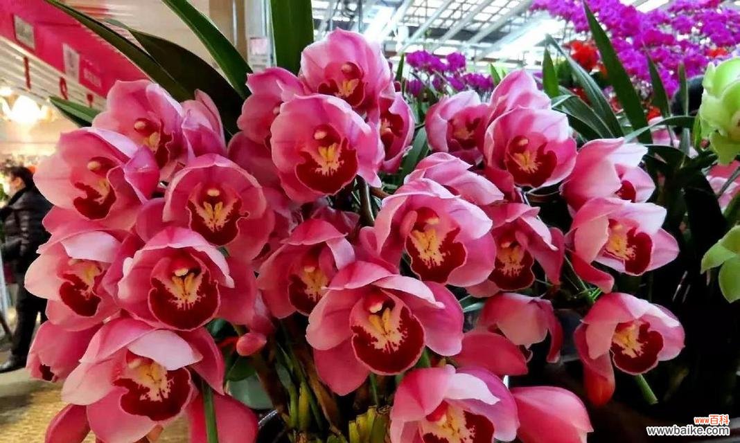 蕙兰花语和寓意是什么？蕙兰象征着什么？