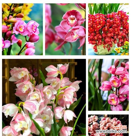 蕙兰花语和寓意是什么？蕙兰象征着什么？