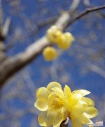 红腊梅的花语是什么？它在文化中象征着什么？