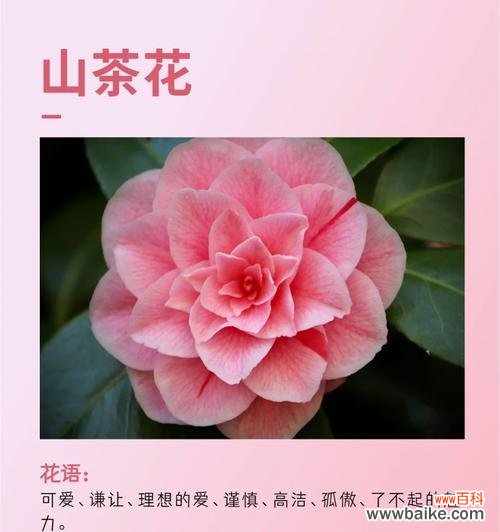 如何用花语表达赞美?夸赞他人的花语有哪些?