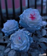 送过玫瑰花之后再送什么花比较好？有哪些花语适合表达不同情感？