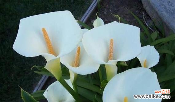 三朵马蹄莲通常表达什么花语?