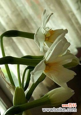 唤醒希望与纯洁的“水仙花”，花语与象征之美 水仙花