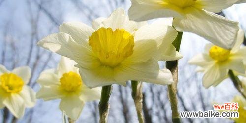 探寻水仙花的含义与传说 水仙花花语