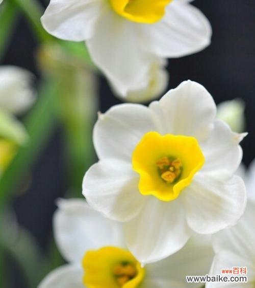 探寻水仙花的含义与传说 水仙花花语