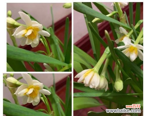 寓意高洁纯美的水仙花与人们心中的追求 水仙花的象征意义