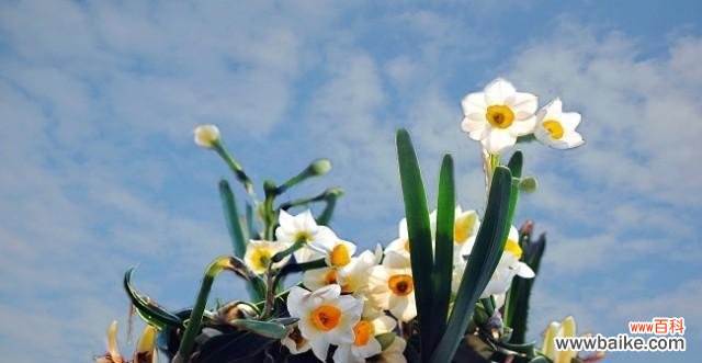 寓意高洁纯美的水仙花与人们心中的追求 水仙花的象征意义