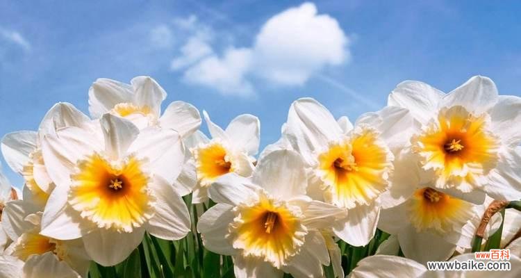 揭秘水仙花所传达的真正信息 水仙花的花语与意义