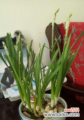 揭秘水仙花所传达的真正信息 水仙花的花语与意义