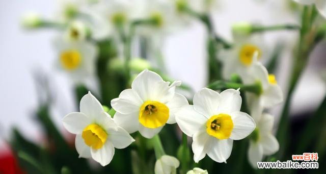 探索水仙花背后的深层含义 水仙花的寓意与象征意义