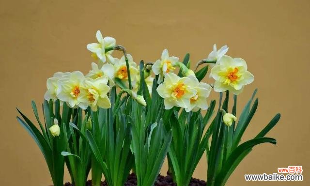 探索水仙花背后的深层含义 水仙花的寓意与象征意义