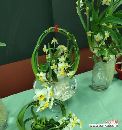 探寻水仙花的神秘魅力与文化意义 水仙花的象征意义与美丽传说