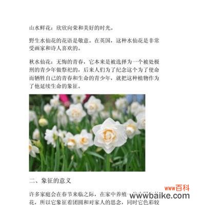 探寻水仙花的神秘魅力与文化意义 水仙花的象征意义与美丽传说