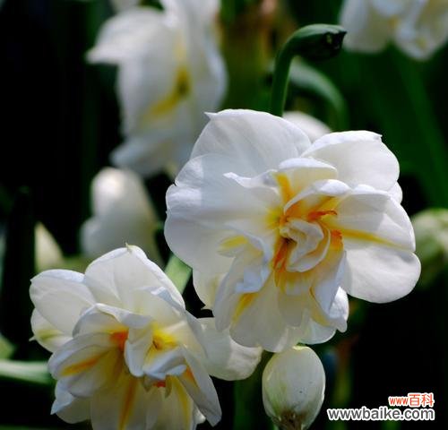 探寻水仙花的神秘魅力与文化意义 水仙花的象征意义与美丽传说