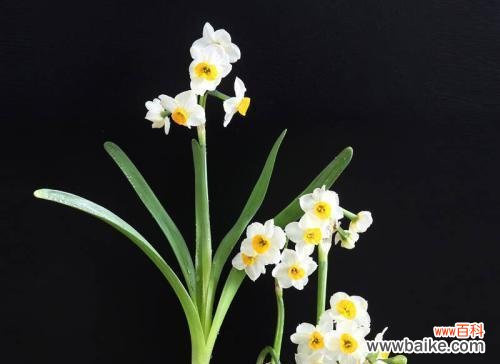 揭示水仙花的神秘内涵 水仙花的花语和寓意