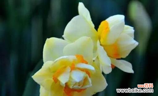 揭示水仙花的美丽寓意,与人们的情感相联 水仙花的花语和象征意义