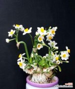 揭秘水仙花的隐藏信息 水仙花的花语及其意义