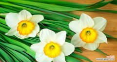 探寻水仙花的象征意义与神话传说 水仙花的含义与传说