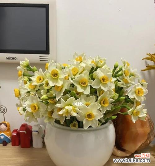 探寻中国水仙花的内涵与象征 中国水仙花语的深意