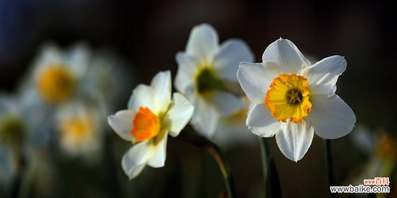 探索水仙花所传递的深刻信息和感情的意义 水仙花的象征与寓意
