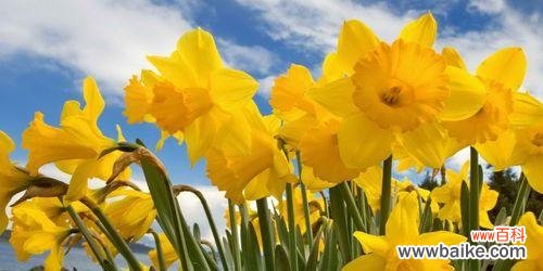 探索水仙花所传递的深刻信息和感情的意义 水仙花的象征与寓意