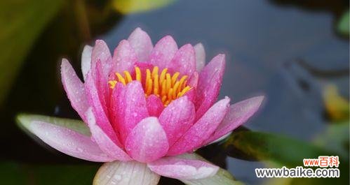 清新秀丽的睡莲,她给予我们什么? 睡莲的寓意与启示