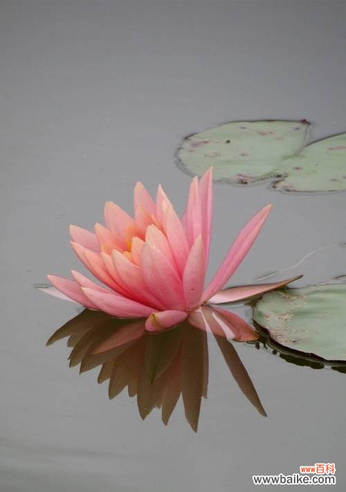 清新秀丽的睡莲,她给予我们什么? 睡莲的寓意与启示